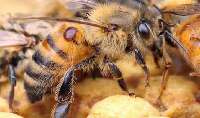 tratamiento ecológico contra la varroa